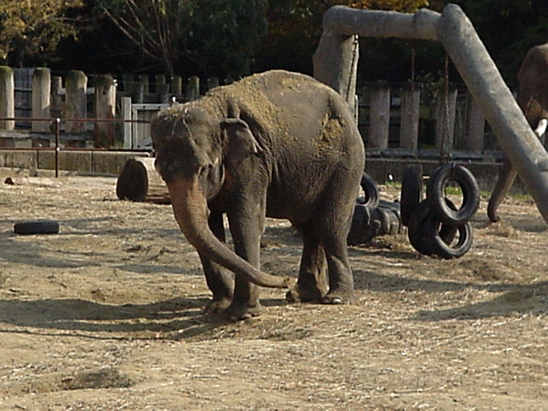 Elephant 2.jpg